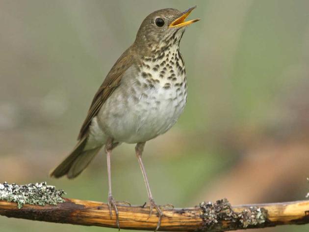 Bicknell's Thrush Will Not Be Listed Under the Federal Endangered Species Act