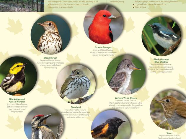 Bird-Friendly Maple Resources