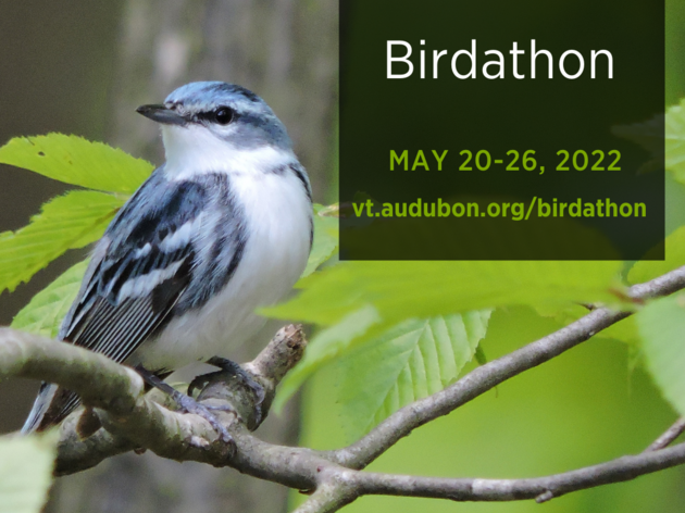 Birdathon Celebrates Migration