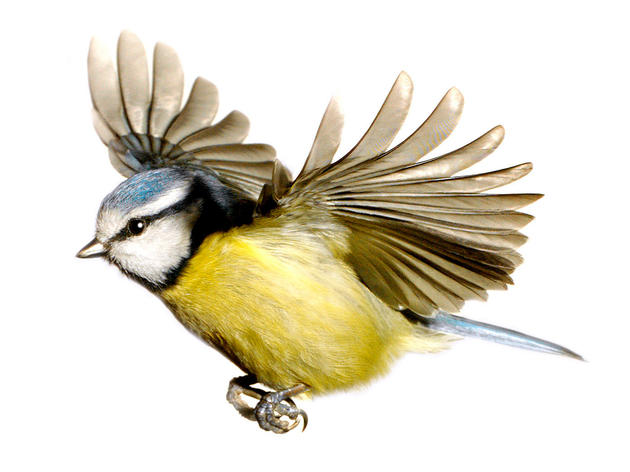 Tweets From Beaks