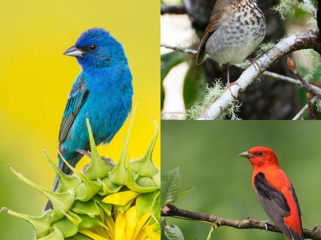 Vermont Senate Passes Bill to Protect Migratory Birds