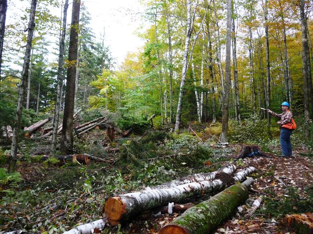 Forestry for the Birds Demonstration Sites