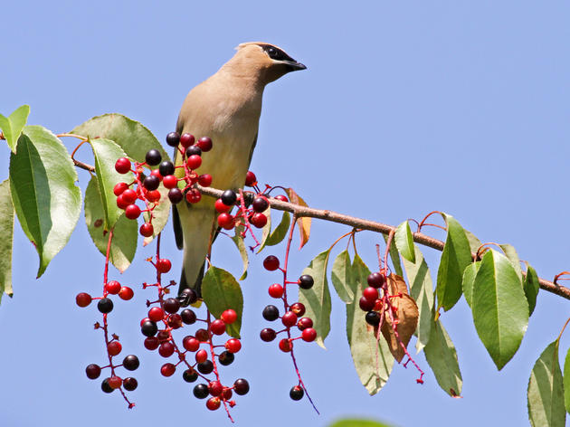 Audubon Vermont Wins Grant from National Audubon Society for Burlington Native Plant Project