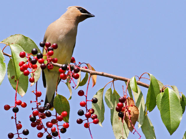 Plants for Birds: Burlington - Leddy Park Bioswale