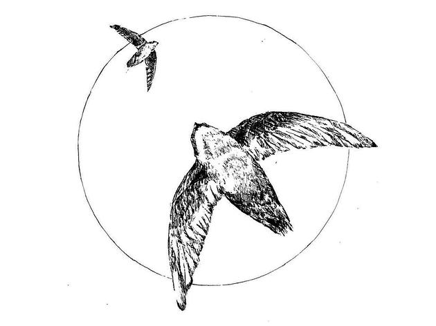 Chimney Swift Conservation Project
