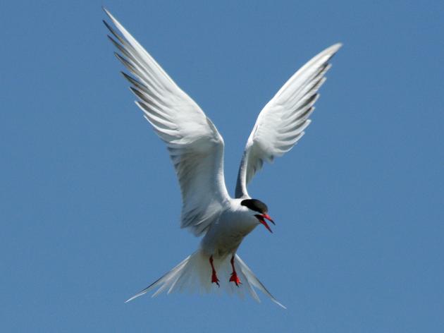 Common Tern Recovery Project