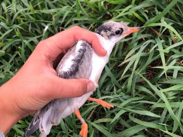 Wrapping up the 2023 Common Tern Breeding Season