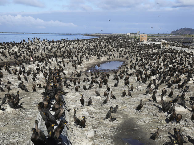 The Corps, the Cormorants, and the Cull