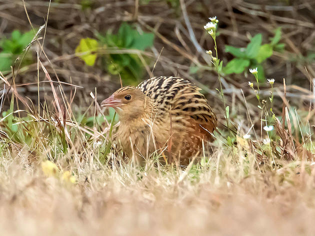 Birders Drop Everything to Behold Rare Corn Crake That Turned Up in New York 