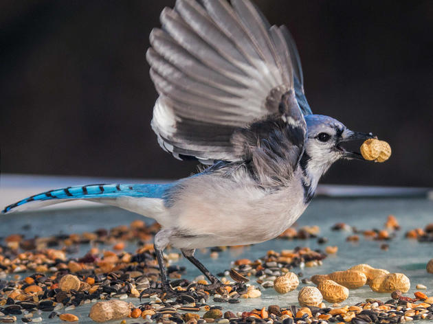 Early December is Prime Time for Feeding Birds