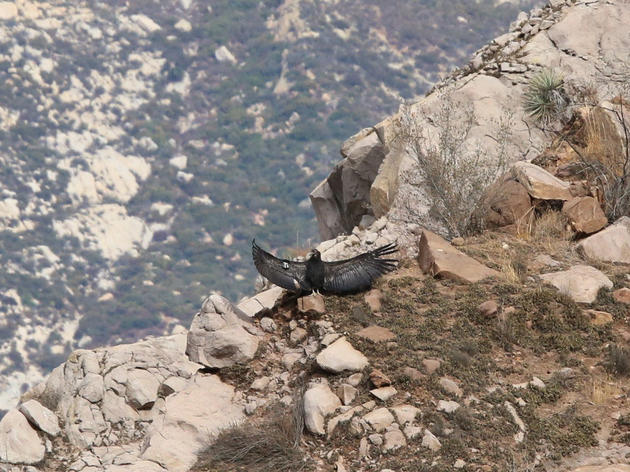 The Search and Recovery of Condor Chick 871, Wildfire Survivor