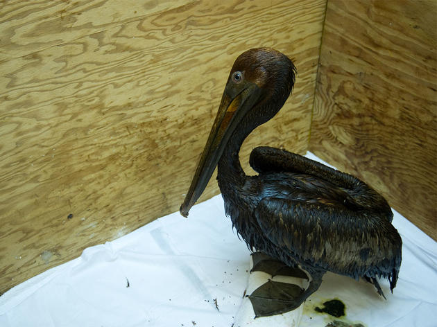 Congresswoman Liz Cheney Introduces Bird-Killer Amendment
