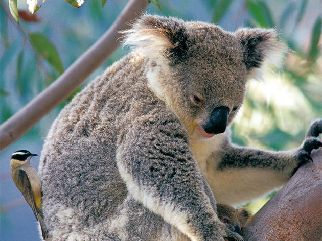 Honeyeaters Steal Fur from Sleeping Koalas for Their Nests 