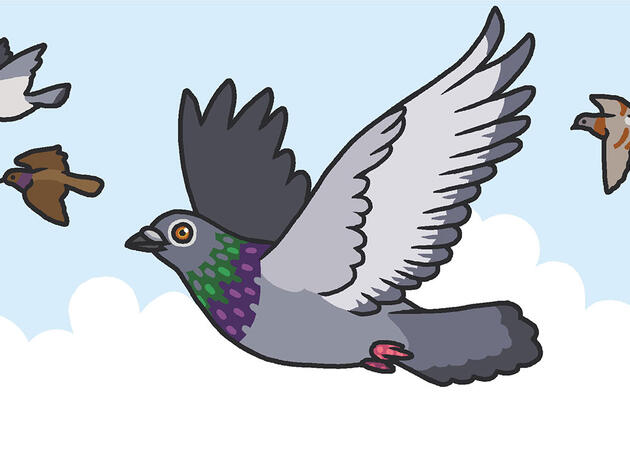 This New Field Guide Aims to Change Your Mind About Pigeons
