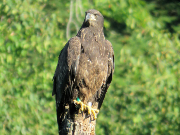 Vermont Bald Eagles Continue to Soar