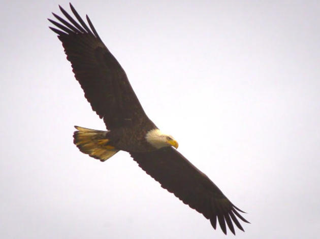 Watch Bald Eagles Feast on a Fish Free-for-All