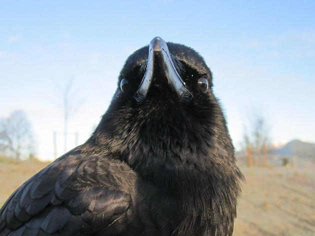 The Misadventures of Canuck, the World's Most Infamous Crow