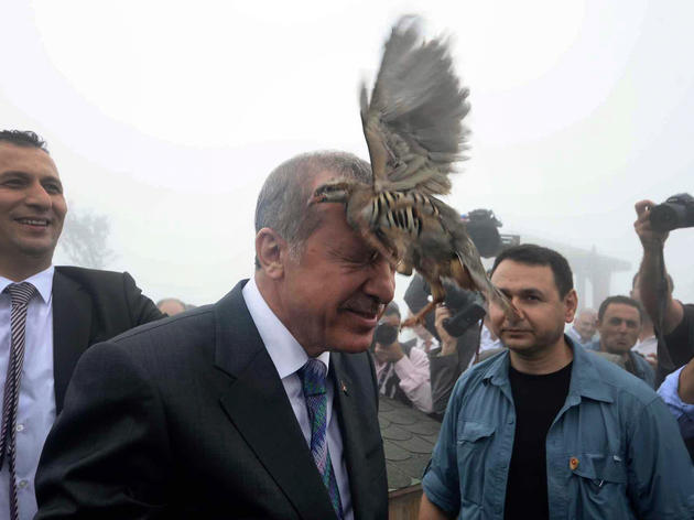 Parrot Perps and a Foul Owl: A Roundup of Troublesome Birds  