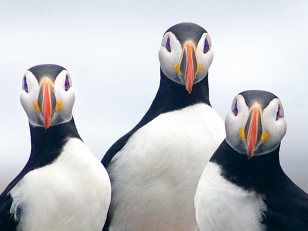 It’s Essential That We Protect the Atlantic Puffin’s Wintering Grounds