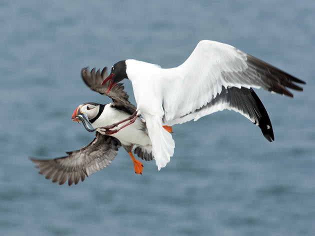 Are Gulls Jerks?