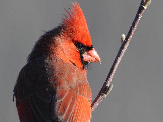 Bracket: What’s The Best Bird-Named Sports Team? We Have a Winner