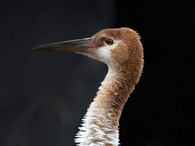 The Saga of 16-11, a Star-Crossed Whooping Crane Now in Mating Rehab 