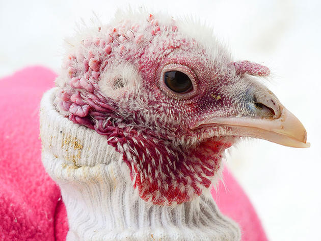 Want to Keep Rescued Birds Toasty? Dress Them Up.