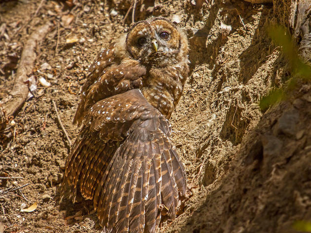 Want to Save the Spotted Owl? Stop Trying So Hard