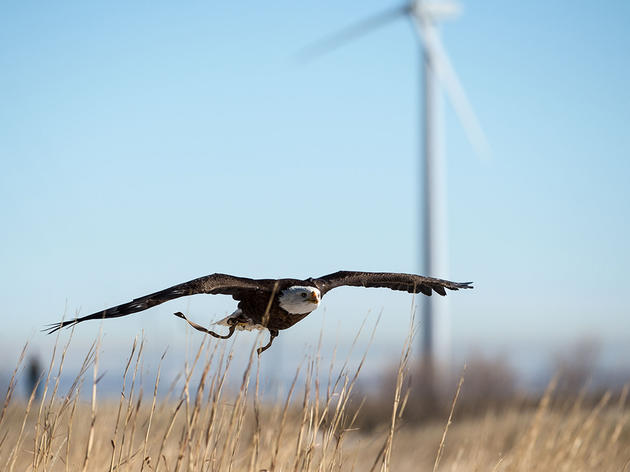 A Newly Proposed Rule Would Loosen Protections for Eagles in the U.S.