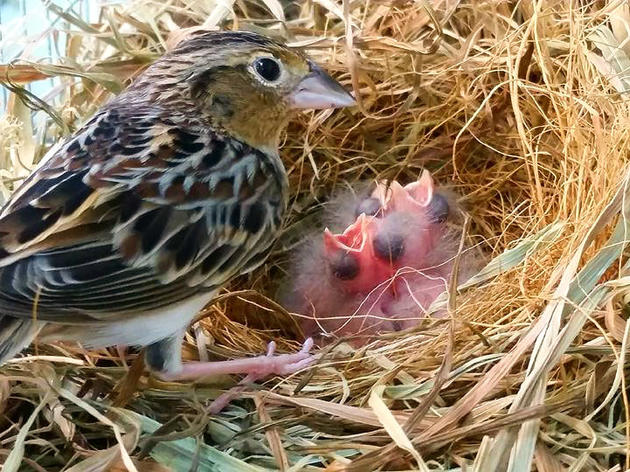 Say Hello to the First Florida Grasshopper Sparrows Born in Captivity