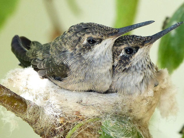 What Do Birds Use To Duct Tape Their Nests Together?