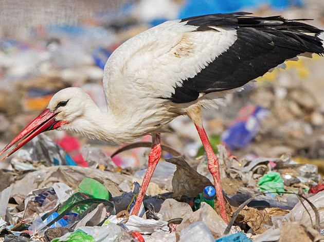 Storks Are Skipping Migration to Stay Home and Eat Garbage	