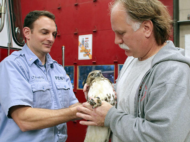 Why One NYC Red-Tailed Hawk Needed a Double Rescue