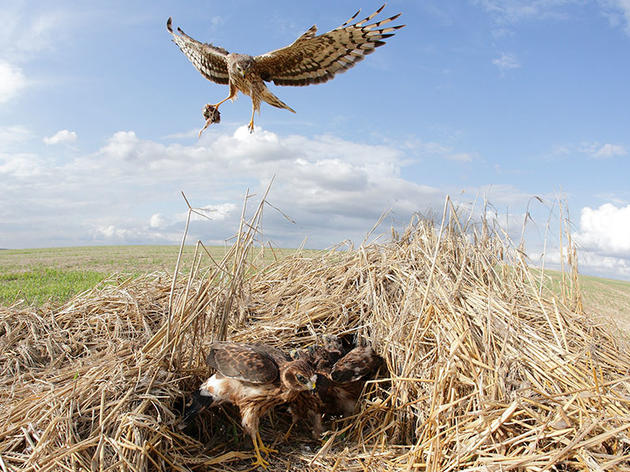 Six Ways the U.K. is Trying to Bring Back Its Harriers