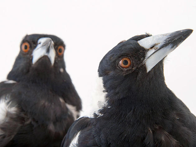 Bird IQ Tests: 8 Ways Researchers Test Bird Intelligence 
