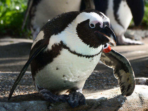 A Lonely Penguin Journeys Cross-Country For Love