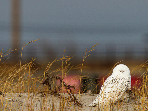 U.S. Court Upholds Airports' Right to Legally Kill Snowy Owls and Other Birds