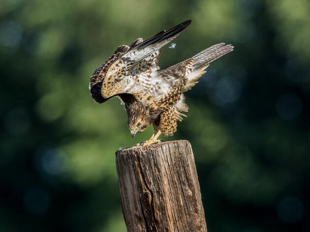 New National Conservation Vision Sparks Opportunity to Conserve Nature and Create Jobs 