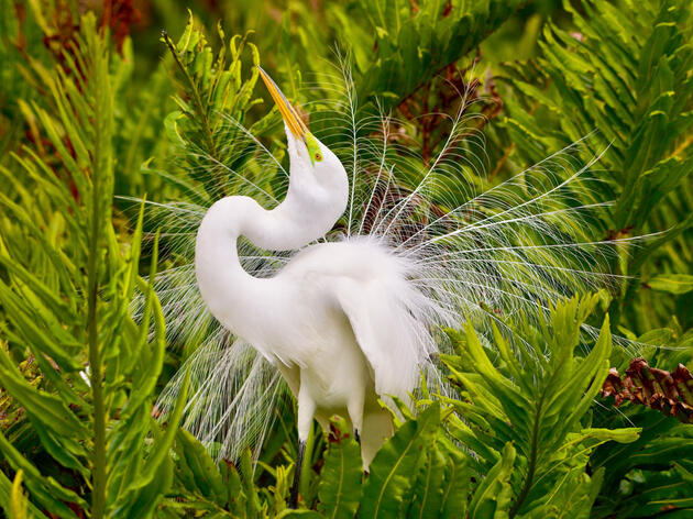 Vermont's New Migratory Bird Law