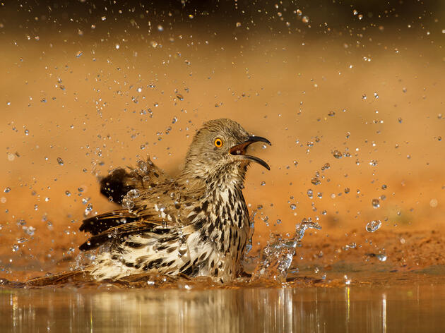 Birds Bring Us Together for the Great Backyard Bird Count