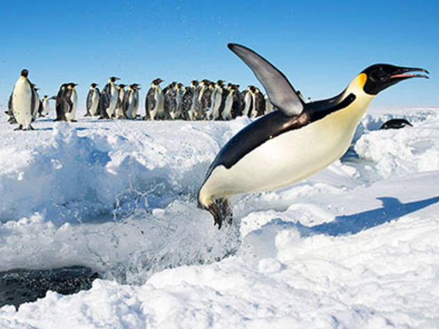 10 razones genial para celebrar a los pingüinos