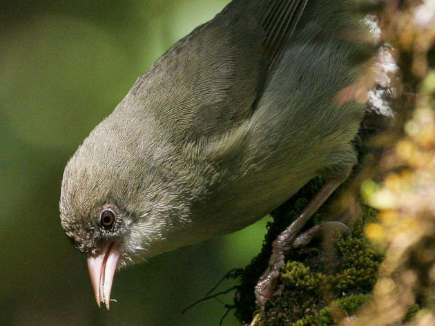 Endangered Hawaiian Bird Immortalized In Space