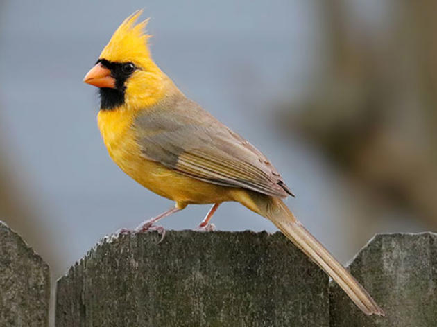 Why Is This Northern Cardinal Yellow? 