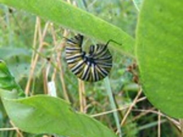 Counting for Conservation: Audubon Vermont Joins the Caterpillars Count Movement!