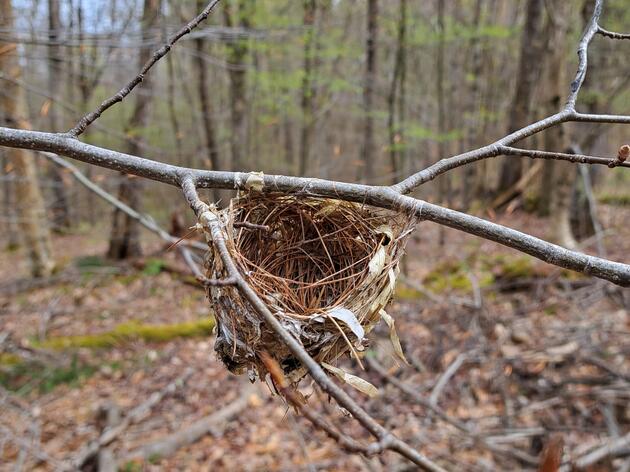 Who Built that Nest?