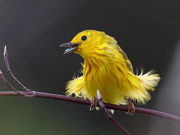 Birds on the Move: Fall Migration 