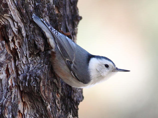 Climate Watch: Birding to Conserve 