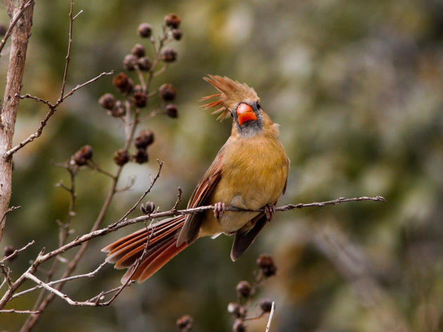 Audubon Vermont's Fall Events