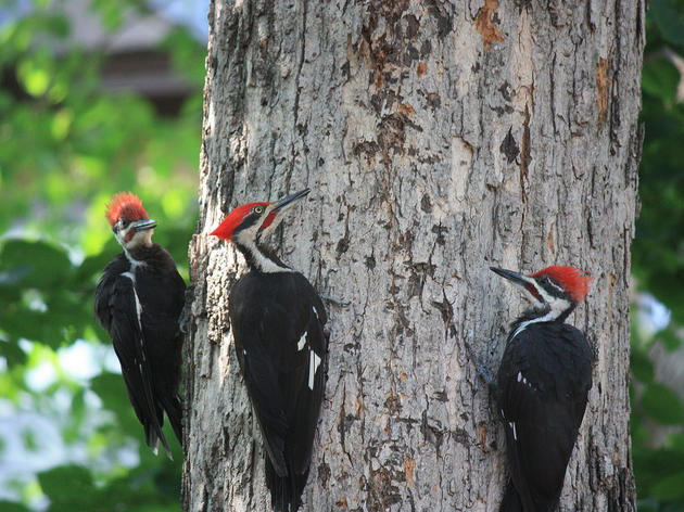 Wild World of Woodpeckers
