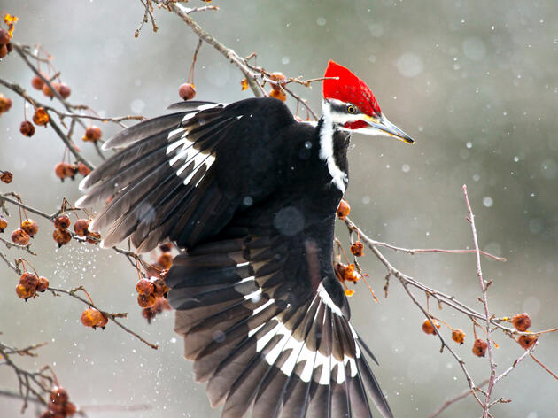 Birding at Home: Woodpeckers